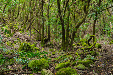 Fototapeta premium Rocky trail through laurel forest