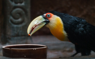 Green-billed toucan © svobodacontributor