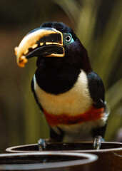 Chestnut-eared aracari © svobodacontributor