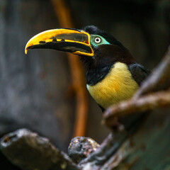 Chestnut-eared aracari © svobodacontributor