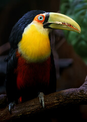 Green-billed toucan © svobodacontributor