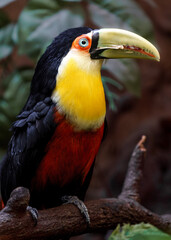 Green-billed toucan © svobodacontributor