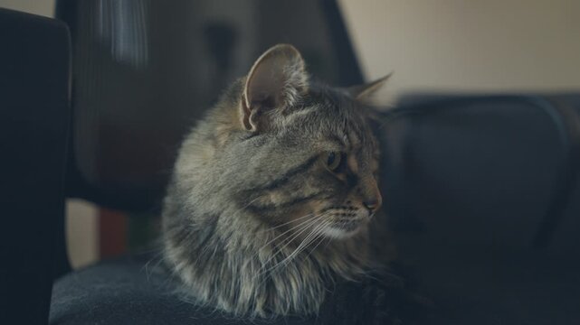 Long-haired tabby cat resting on an office chair with a grumpy expression