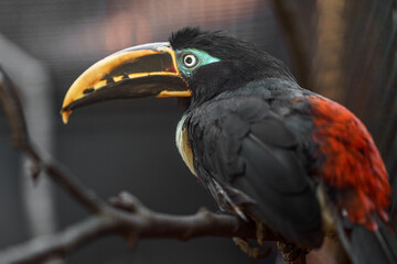 Chestnut-eared aracari © svobodacontributor