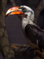Von der Decken's hornbill © svobodacontributor