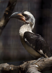 Obraz premium Von der Decken's hornbill