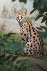 Naklejka premium Serval