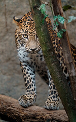 Fototapeta premium Sri lankan leopard