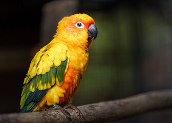 Obraz premium Sun parakeet