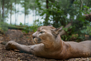 Cougar © svobodacontributor