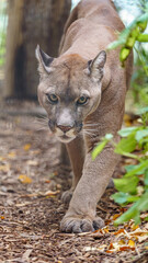 Cougar © svobodacontributor