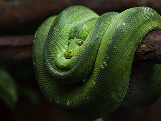 Obraz premium Green tree python