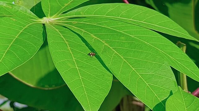 A bee moves across green cassava leaves in morning sunlight