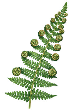 hand-painted watercolor of a delicate green fern frond with spiral fiddleheads and detailed pinnae, featuring deep emerald washes on a transparent background. concept of perfection nature and