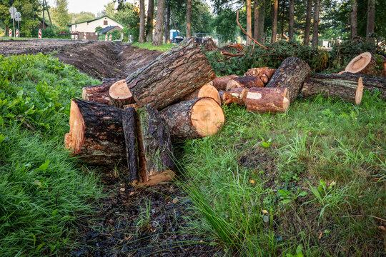 Felled Pine Trees Beside Roadworks Raise Questions About Environmental Protection