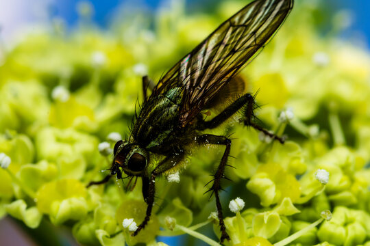 A snipe fly forages on a yellow-green flower head at Magor Marsh, Wales &mdash; dark, bristled and iridescent, making itself completely at home.