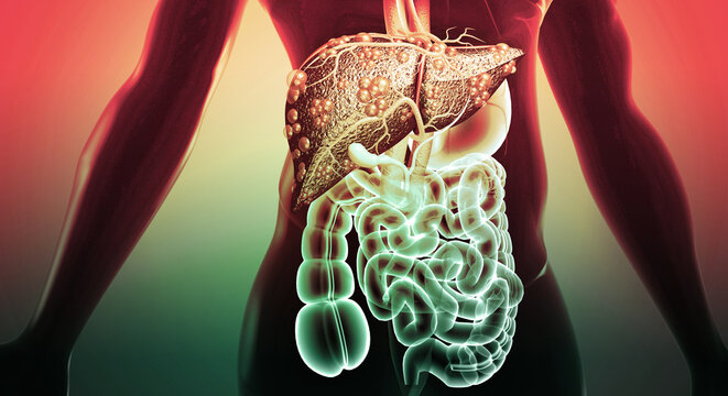 This 3D medical illustration accurately details the organs and structure of the human digestive system
