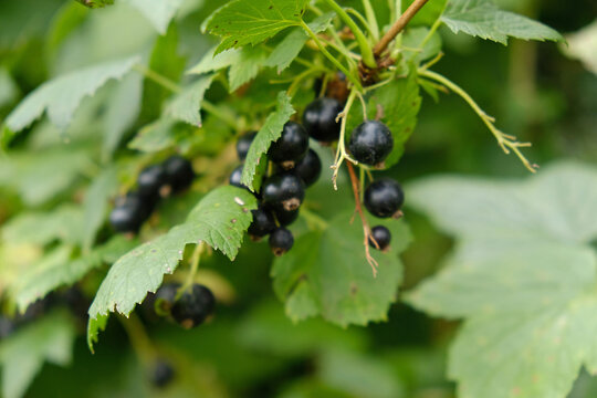 Black currants hanging from branches amidst green leaves, showcasing bountiful harvest in natural light. Growing plants and berries in garden.