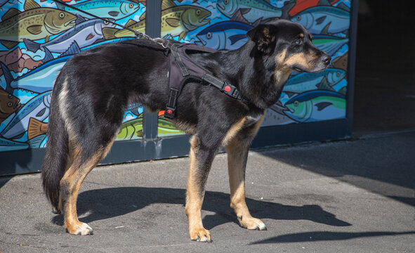 Crossbreed Dog Standing in Nature with Siberian Husky Appearance