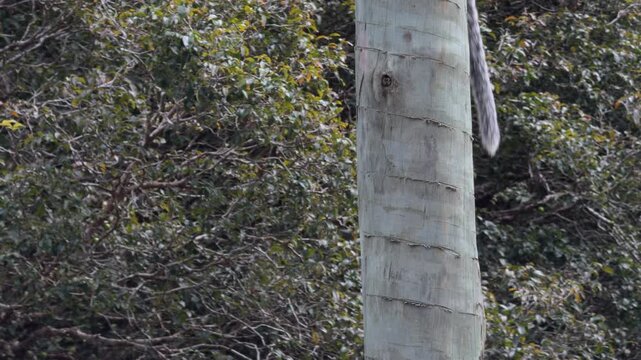 Slow Motion Monkey Climbing Tree Trunk in Dense Forest