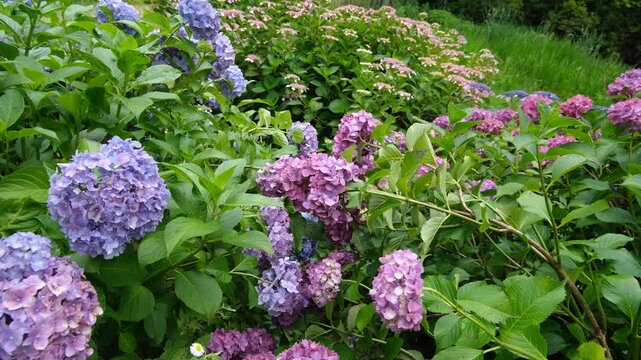 Colorful Hydrangeas Swaying Gently in the Breeze in a Lush Garden