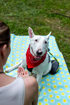 Happy picnic with bull terrier in park - playful young woman enjoying summer outdoor lifestyle with her dog