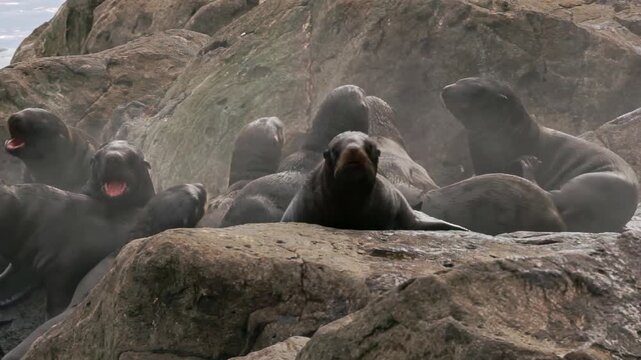 In the chilly Arctic, a lively colony of sea lions lounges on rugged rocks, surrounded by playful cubs. Their soft barks mix with the ocean breeze, creating a joyful atmosphere of family life.