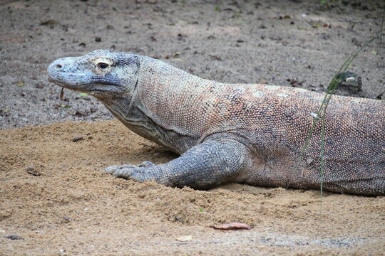 komodo dragon in a zoo in singapore 