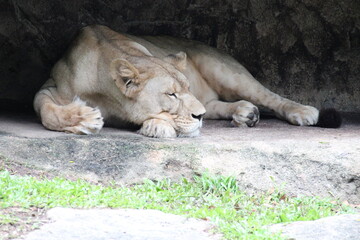lioness in a zoo in singapore © frdric