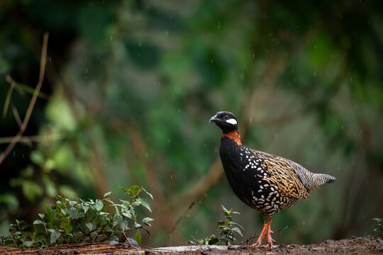 Black Francolin