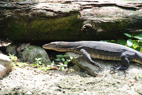 goanna or monitor lizard in a zoo in singapore 