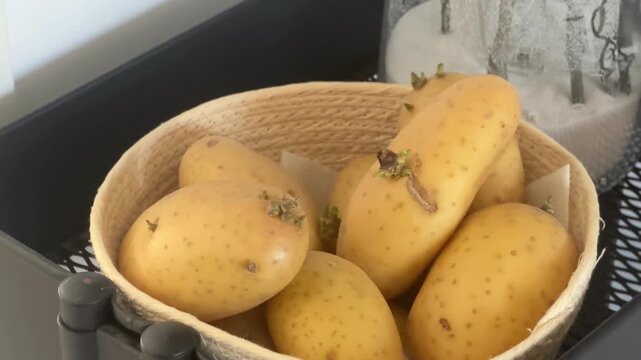 Raw potatoes with sprouts in a wicker basket