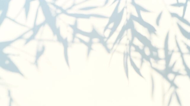 Shadow of a tree leaves moving in the wind on a white wall background
