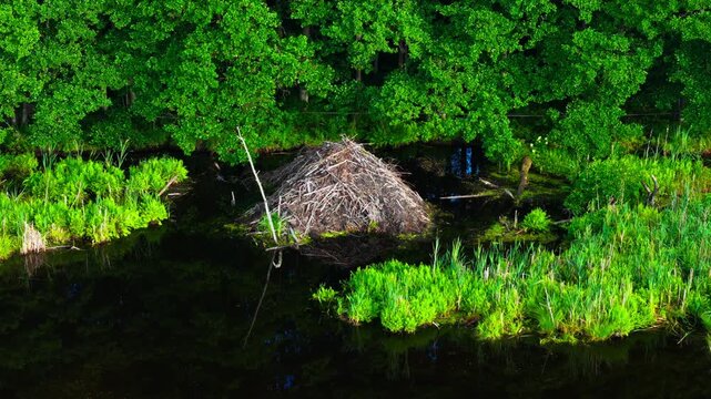 Aerial view captures beaver lodge surrounded by lush summer wetland scenery