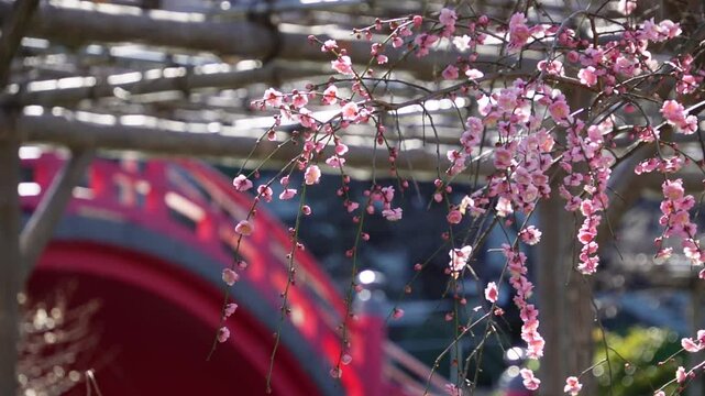 春の亀戸天神社 満開のしだれ梅と赤い太鼓橋の背景 4倍スローモーション