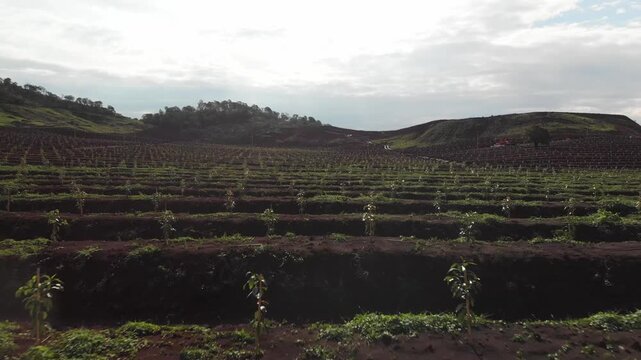 Wide establishing backdrop of cultivated agricultural fields with planted rows across rolling landscape, avocado plantation
