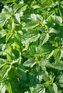 Stinging nettle leaves close up full frame nature background. Texture of fresh green nettle leaves. Nettle plant, medicinal herb. soft focus