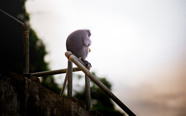 Dusky leaf monkey sitting on metal railing © Pawich Sattalerd