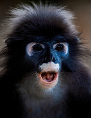 Dusky leaf monkey with open mouth vocalizing © Pawich Sattalerd