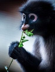 Dusky leaf monkey eating fresh green leaves © Pawich Sattalerd