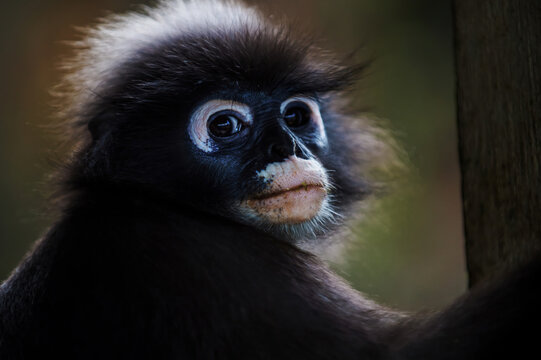 Dusky leaf monkey observing its tropical jungle habitat
