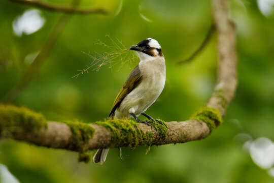Taiwanese Light-vented bulbul (Pycnonotus sinensis formosae) perched on a branh with a seed stand in its beak at Taipei, Taiwan