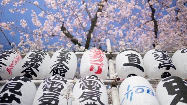 Row of traditional paper lanterns hanging under blooming cherry blossom trees in spring.