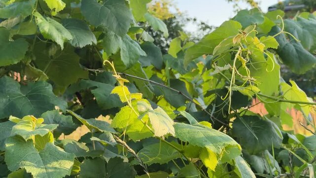 Sunlit grapevine leaves and curling tendrils growing in a lush garden, ideal for viticulture, botanical backgrounds and summer nature content