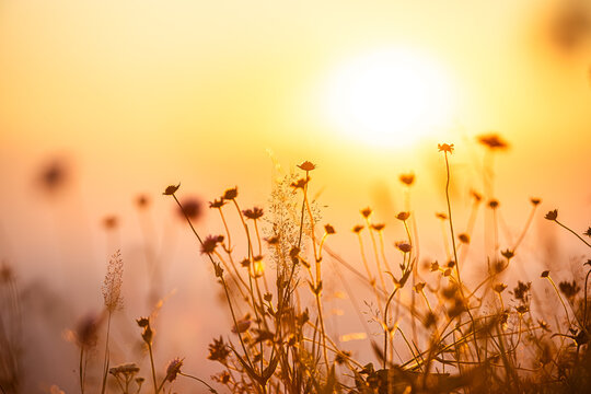 Germany, Bavaria, Allgaeu, close up of flowers against the sun