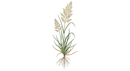Fototapeta premium Botanical illustration of a full plant with roots and leaves, showcasing its natural beauty.