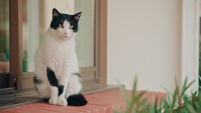 Beautiful black and white cat sitting calmly near a glass door at home.