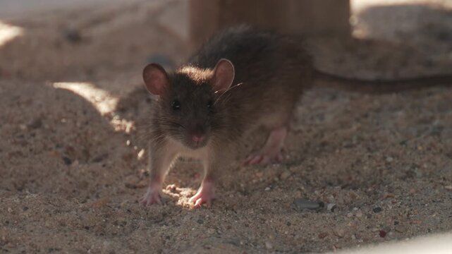 Wild rat sniffing on sandy ground close up view of brown rodent in urban environment.