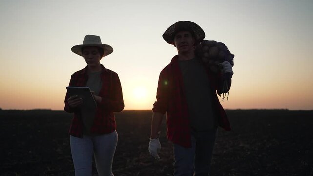 Farmers potato bag tablet at sunset. Agricultural workers managing potato harvest. Farmers using tablet in agriculture. Rural life focused on potato farming. Agriculture scene with technology harvest.