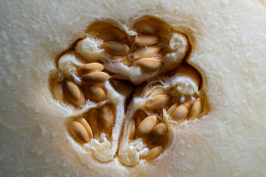 Macro texture of melon seeds and pulp. Closeup view of cut ripe melon showing the central seed cavity filled with seeds and fiber